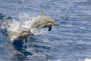 USA, Spinner Dolphins (Stenella Longirostris) jumping; Hawaii USA, Spinner Dolphins (Stenella Longirostris) jumping; Hawaii