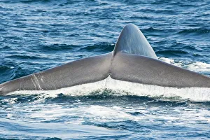 USA, Tail fluke of Blue Whale (Balaenoptera Musculus) ; California USA, Tail fluke of Blue Whale (Balaenoptera Musculus) ; California