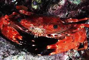 USA, Usaensis); Hawaii, (Charybdis Hawaii, Swimming Crab USA, Usaensis); Hawaii, (Charybdis Hawaii, Swimming Crab
