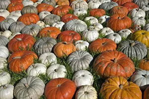 Variety Of Pumpkins, Near Half Moon Bay; California, United States Of America