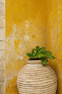 Images Dated 10th April 2010: Vase holding a plant against a yellow wall; Chania, Crete, Greece