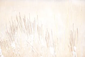 Vervain And Prairie Grasses In Smith Prairie In A Snowstorm, Hubbard County; Minnesota, United States Of America Vervain And Prairie Grasses In Smith Prairie In A Snowstorm, Hubbard County; Minnesota, United States Of America