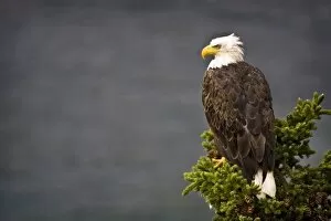 Images Dated 10th September 2008: Side View Of American Bald Eagle Perched On Evergreen Branch