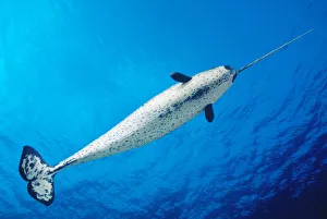 View From Below, Male Narwhal (Monodon Monoceros) In Clear Blue Ocean Water Near Surface View From Below, Male Narwhal (Monodon Monoceros) In Clear Blue Ocean Water Near Surface