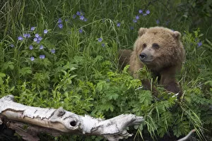 Images Dated 3rd May 2010: View Of Brown Bear Resting In A Patch Of Wild Geraniums, Russian River, Kenai Peninsula
