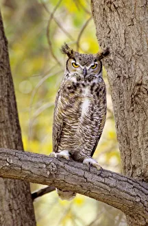 View of Brown Great Horned Owl (Bubo Virginianus ) sitting in Cottonwood tree View of Brown Great Horned Owl (Bubo Virginianus ) sitting in Cottonwood tree