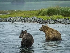 Awareness Gallery: View from behind of Coastal Brown Bears (Ursus arctos horribilis)