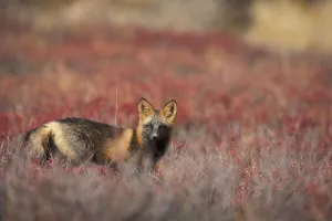 View Of Cross Fox Standing Amongst Blueberry Bushes And Fall Foliage, Denali National Park, Interior Alaska, Fall View Of Cross Fox Standing Amongst Blueberry Bushes And Fall Foliage, Denali National Park, Interior Alaska, Fall