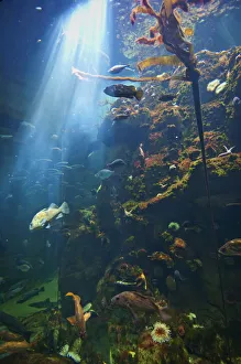 View Of Fish In An Aquarium In The San Francisco Academy Of Science; California United View Of Fish In An Aquarium In The San Francisco Academy Of Science; California United