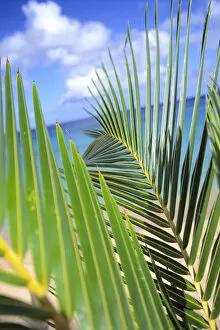 Images Dated 3rd December 1998: View Through Green Palm Leaves Of Blue Sky, White Clouds, Turquoise Water, Tilted