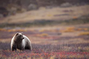 View Of A Grizzly Bear Standing In The Fall Tundra, Denali National Park, Interior Alaska View Of A Grizzly Bear Standing In The Fall Tundra, Denali National Park, Interior Alaska