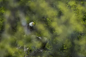 View through leaves of a bald eagle calling, Minnesota, USA