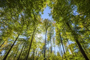 View looking-up into Beech treetops with Sun in Early Fall, Spessart, Bavaria, Germany View looking-up into Beech treetops with Sun in Early Fall, Spessart, Bavaria, Germany