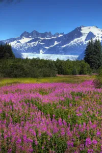 View Of The Mendenhall Glacier With A Field Of Fireweed In The Foreground, Southeast, Alaska Summer, Hdr Image View Of The Mendenhall Glacier With A Field Of Fireweed In The Foreground, Southeast, Alaska Summer, Hdr Image