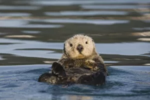 Images Dated 3rd May 2010: View Of A Sea Otter Floating On Its Back In Prince William Sound, Alaska, Southcentral, Fall
