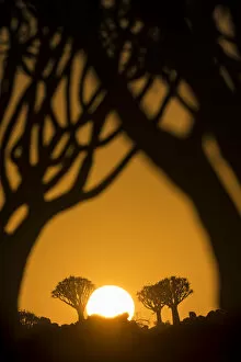 Gold Colour Gallery: View through silhouetted Quiver trees (Aloidendron dichotomum)
