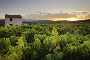 Images Dated 25th August 2008: Vineyard Near Malemort-Du-Comtat