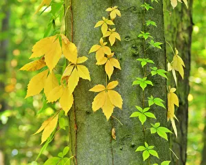 Virginia Creeper in Autumn, Wertheim, Baden-Wurttemberg, Germany Virginia Creeper in Autumn, Wertheim, Baden-Wurttemberg, Germany