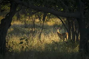 Wary Impala (Aepyceros Melampus) Looking Through Bushes At Dawn, Liwonde National Wary Impala (Aepyceros Melampus) Looking Through Bushes At Dawn, Liwonde National