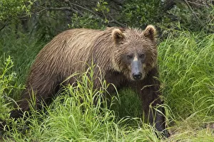Watching For A Potential Salmon Dinner A Brown Bear Fishes Along The Banks Of A Small Watching For A Potential Salmon Dinner A Brown Bear Fishes Along The Banks Of A Small