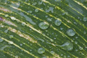 Water Drops On A Plant Leaf; Northumberland, England Water Drops On A Plant Leaf; Northumberland, England