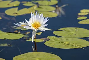 Related Images Gallery: Water Lily, South Africa