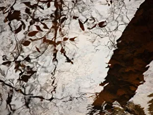 Still Water Woman, Rhode Island, Warren, Tree Reflections On Water Still Water Woman, Rhode Island, Warren, Tree Reflections On Water