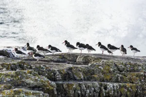Wave Crashing Into Rocks With A Row Of Oystercatchers; Kilkee, County Clare, Ireland Wave Crashing Into Rocks With A Row Of Oystercatchers; Kilkee, County Clare, Ireland