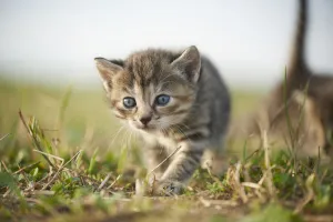 Five Week Old Domestic Kitten (Felis silvestris catus) on Meadow in Late Summer, Upper Palatinate, Bavaria, Germany Five Week Old Domestic Kitten (Felis silvestris catus) on Meadow in Late Summer, Upper Palatinate, Bavaria, Germany