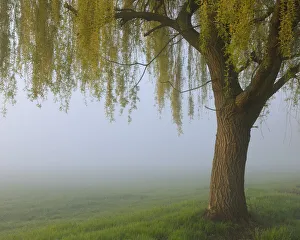 Weeping Willow Gallery: Weeping Willow, Aschaffenburg, Bavaria, Germany