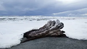 West Coast Surf Approches Driftwood Tree Stump That Has Been Washed Up; South Island, New Zealand West Coast Surf Approches Driftwood Tree Stump That Has Been Washed Up; South Island, New Zealand