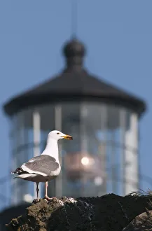 A Western Gull (Larus Occidentalis) Perches On A Cliff At Yaquina Head; Newport, Oregon A Western Gull (Larus Occidentalis) Perches On A Cliff At Yaquina Head; Newport, Oregon