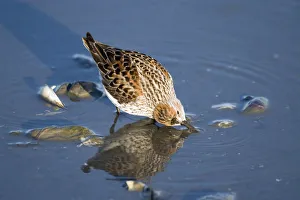 Western Sandpiper Feeding Hartney Bay Cordova Alaska Southcentral Summer Western Sandpiper Feeding Hartney Bay Cordova Alaska Southcentral Summer