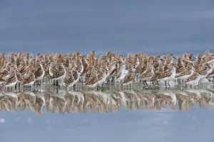 Western Sandpiper Flock Reflected In The Waters Of Hartney Bay Near Cordova During Western Sandpiper Flock Reflected In The Waters Of Hartney Bay Near Cordova During