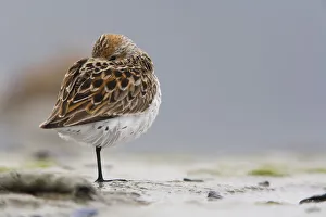 Western Sandpiper Roosting On Mud Flats Of Hartney Bay During Spring Migration, Copper River Delta, Southcentral Alaska Western Sandpiper Roosting On Mud Flats Of Hartney Bay During Spring Migration, Copper River Delta, Southcentral Alaska