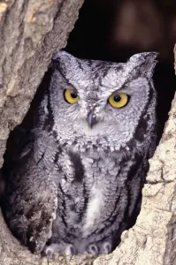 Western Screech Owl (Otus Kennicottii) in hollow Cottonwood tree Western Screech Owl (Otus Kennicottii) in hollow Cottonwood tree