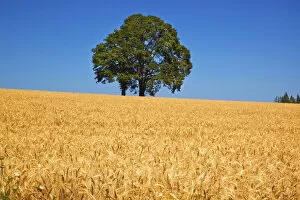 Cash Crop Gallery: Wheat field on a sunny day