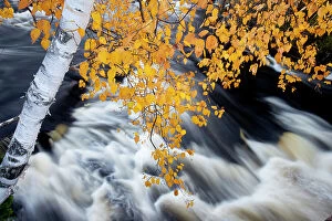 High Res Gallery: A white birch tree hangs over cascade at an outlet of Horseshoe Lake