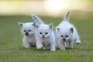 Three White Birman Kittens Running Together Outside on Grass Three White Birman Kittens Running Together Outside on Grass