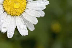 Images Dated 17th June 2012: A white daisy with water drops; Northumberland england