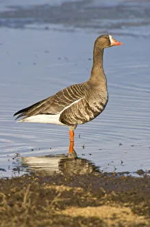 White Fronted Gallery: White-Fronted Goose Stands In Water At Creamers Field Migratory Waterfowl Refuge, Fairbanks