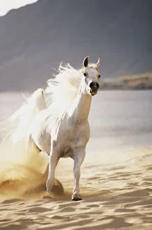 White Horse Galloping Toward Camera On Beach In Morning Light. Blurry Background White Horse Galloping Toward Camera On Beach In Morning Light. Blurry Background