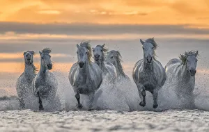 White horses of Camargue running out of the water, France White horses of Camargue running out of the water, France