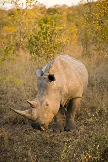 White Rhinoceros (Ceratotherium Simum), Arathusa Safari Lodge, Sabi Sand Reserve, Mpumalanga, South Africa, Africa White Rhinoceros (Ceratotherium Simum), Arathusa Safari Lodge, Sabi Sand Reserve, Mpumalanga, South Africa, Africa