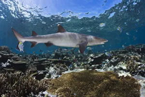 A Whitetip Reef Shark (Triaenodon Obesus) Cruises A Shallow Reef A Whitetip Reef Shark (Triaenodon Obesus) Cruises A Shallow Reef