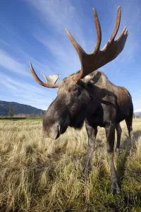 A Wide-Angle Close-Up View Of A Bull Moose At The Alaska Widllife Conservation Center, Southcentral Alaska, Autumn A Wide-Angle Close-Up View Of A Bull Moose At The Alaska Widllife Conservation Center, Southcentral Alaska, Autumn