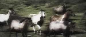 Images Dated 3rd September 2004: Wild Horses On The Move