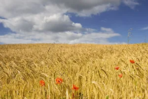Wild Poppies In Wheat Field, North Yorkshire, England Wild Poppies In Wheat Field, North Yorkshire, England