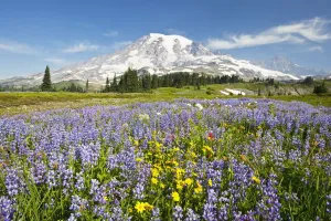Wildflowers In Paradise Park With Mount Rainier In The Background; Mount Rainier National Park, Washington,Usa Wildflowers In Paradise Park With Mount Rainier In The Background; Mount Rainier National Park, Washington,Usa
