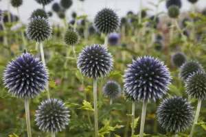 Wildflowers With Purple Heads; Scottish Borders, Scotland Wildflowers With Purple Heads; Scottish Borders, Scotland